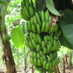 09Mmm bananen