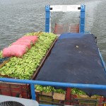 28Bananen op de boot